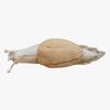 SC-SNAIL-3530_2.jpg