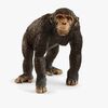 Schleich 14883 Schimpanse